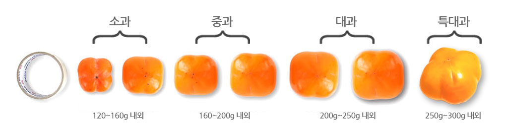 크기비교.jpg