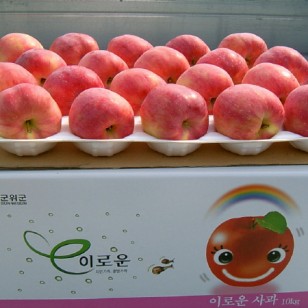 [청화농원]부사 사과10kg(42과)
