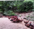 [삼봉산 양지 자연농원] 자연방사 토종닭(암닭800g-1.2kg 3마리)