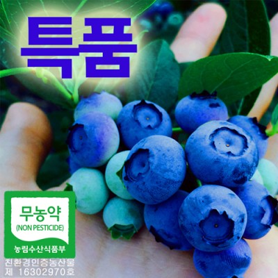 [성주블루베리농원] 무농약블루베리생과 특품 1kg(예약판매)