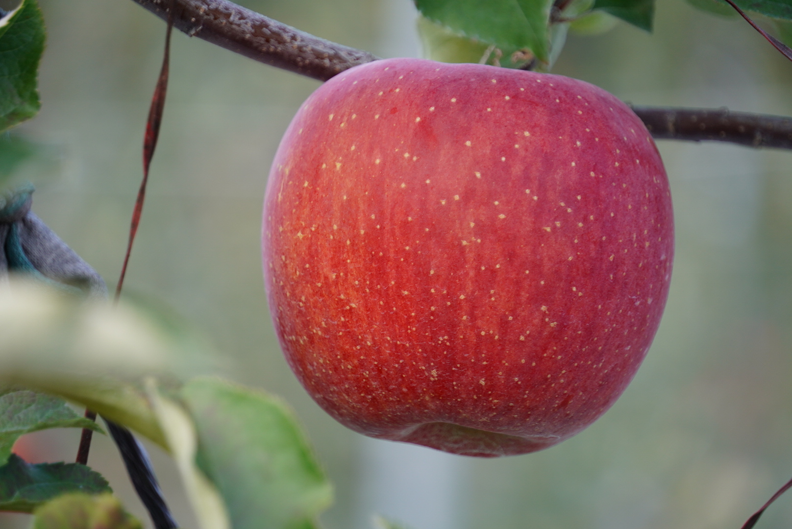 성주 가야산 사과! 맛보장!! 10kg 28-30과 GAP우수농산물