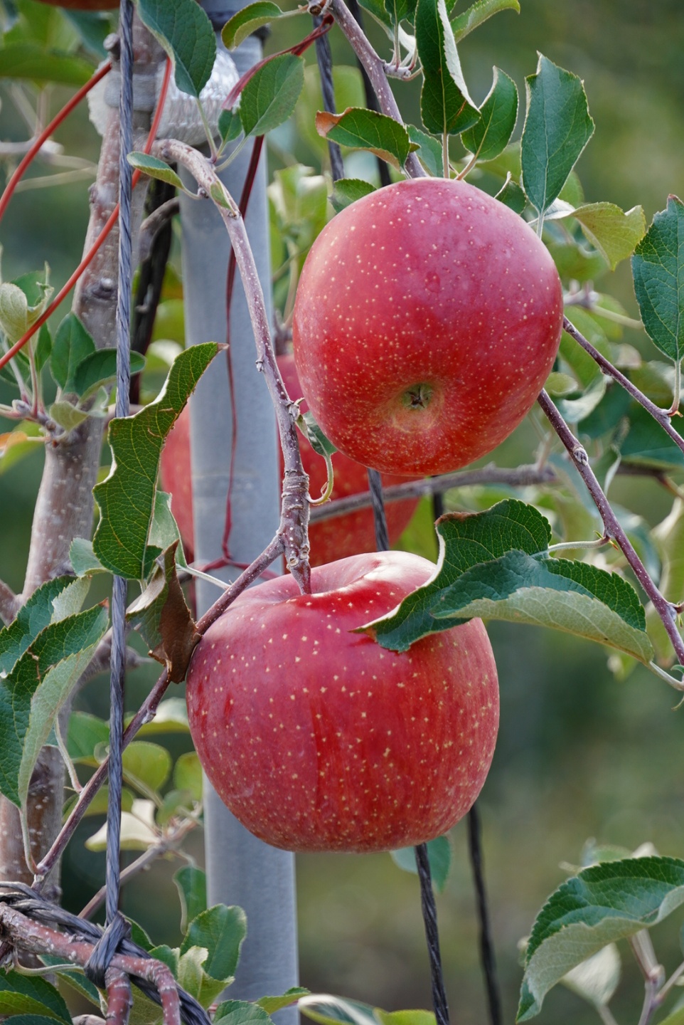 성주 가야산 사과! 맛보장!! 10kg 43-45과 GAP우수농산물