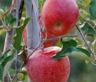 성주 가야산 사과! 맛보장!! 10kg 43-45과 GAP우수농산물