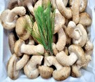 [착한송이버섯]착한송이 표준형 1kg 무농약 송향버섯