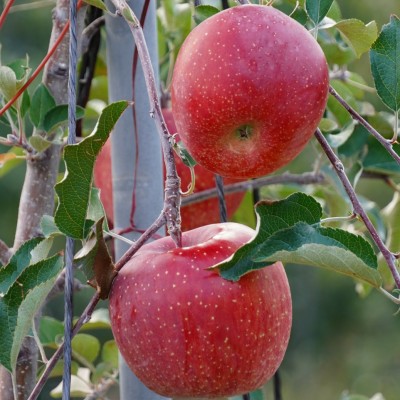 성주 가야산 사과! 맛보장!! 5kg 16-17과 GAP우수농산물