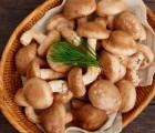 [버섯결] 안동 초가송이버섯 상품형1kg (가정용상품)