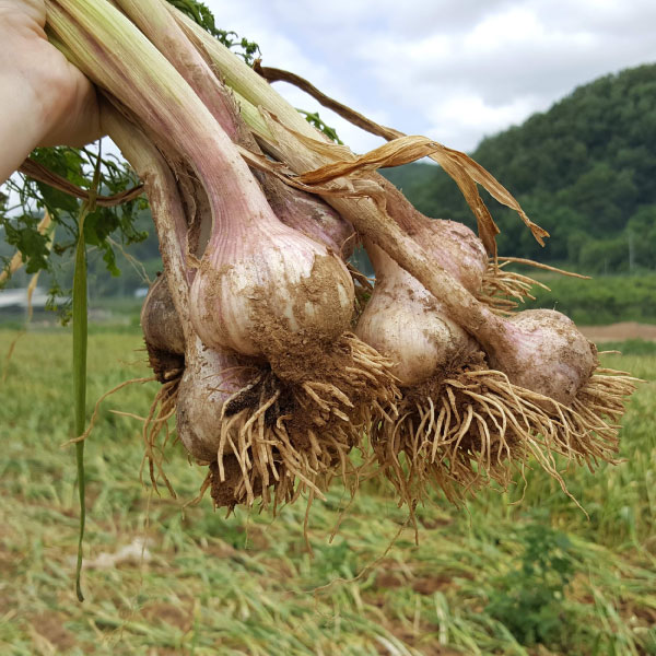 [저장용] 경북 의성 토종 한지형 마늘 육쪽마늘 3kg