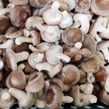 [버섯결] 초가송이버섯  못난이형1kg (가정용하품)