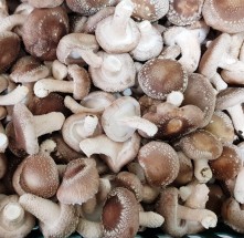 [버섯결] 초가송이버섯  못난이형1kg
