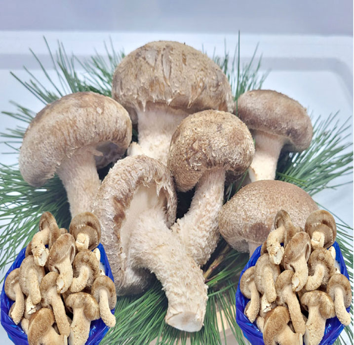 [착한송이버섯]착한송이송향버섯 가정용2kg