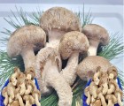 [착한송이버섯]착한송이송향버섯 가정용2kg