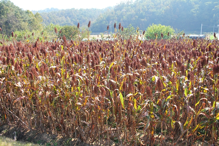 2023 국산 찰수수뻥튀기 100g 아기간식 찰수수시리얼 튀밥 수수뻥튀기 쌀아지매