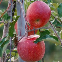 성주 가야산 사과! 맛보장!! 5kg 12-13과 GAP우수농산물