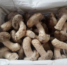★행복마을★[신사리마을]착한송이 생버섯(특품)1kg