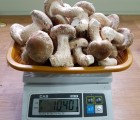 ★이웃사촌★[신사리마을]착한송이 생버섯(중품)1kg