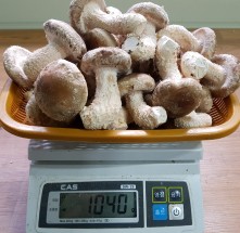 ★행복마을★[신사리마을]착한송이 생버섯(중품)1kg