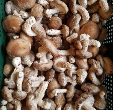 ★행복마을★ [신사리마을] 착한송이 생버섯(실속형)1kg
