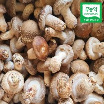 [착한영광버섯마을]태조산송고버섯(알뜰형) 1kg