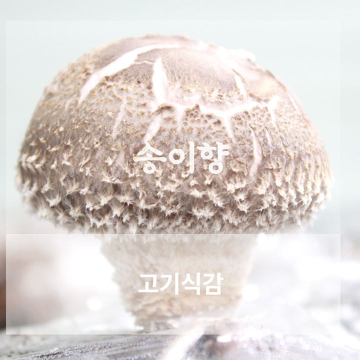 [문경백화버섯] 문경 송화 송화고 고기버섯 일반형 500g