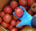 [대우농장] 완숙 토마토 5kg (상품)