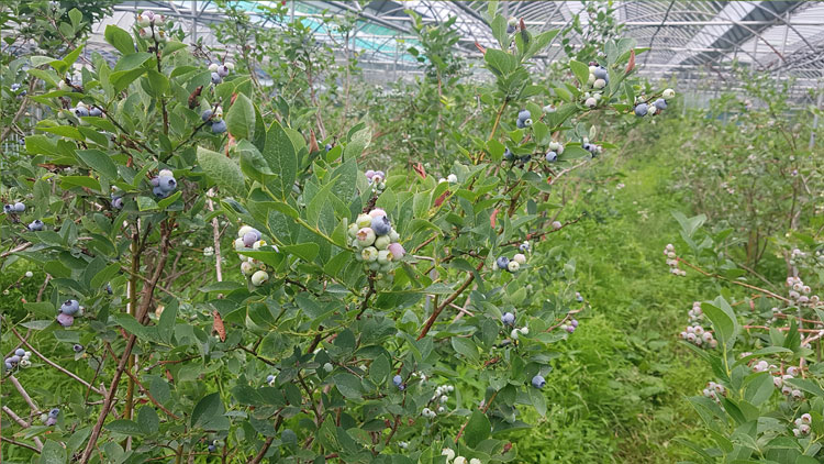 [주안] 산지직송 유기농 블루베리 1kg 2020년 첫 수확 국산 생블루베리 생과
