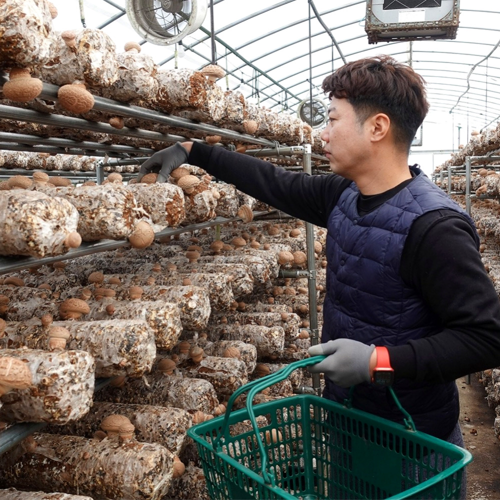 [하회참표고농원]무농약 생표고버섯 하품 1kg