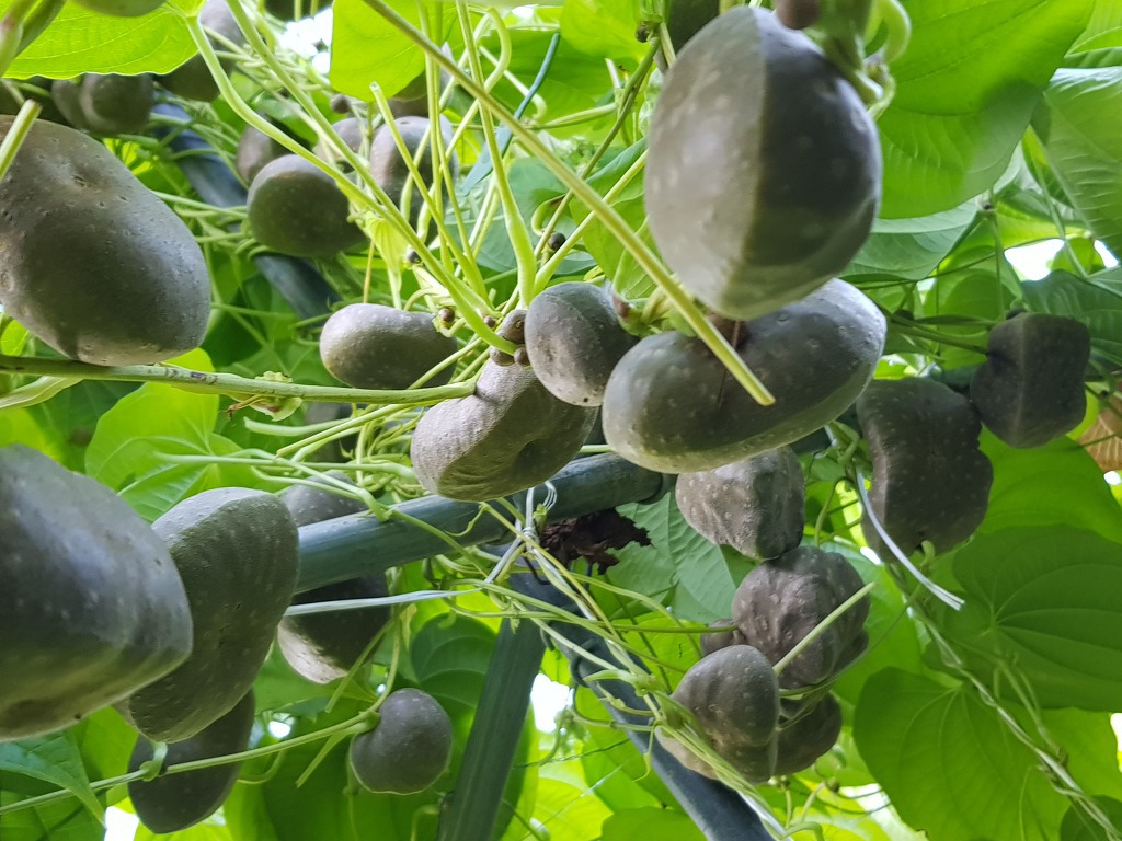 [선비가] 무농약인증 열매마(10kg 1박스)