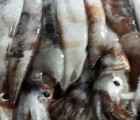 손질오징어 생오징어 750g 두팩 오징어숙회,오징어무침 오징어볶음