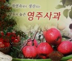 [사과 잘하는 집] 영주 햇 꿀 부사 가정용 10kg (옵션선택)
