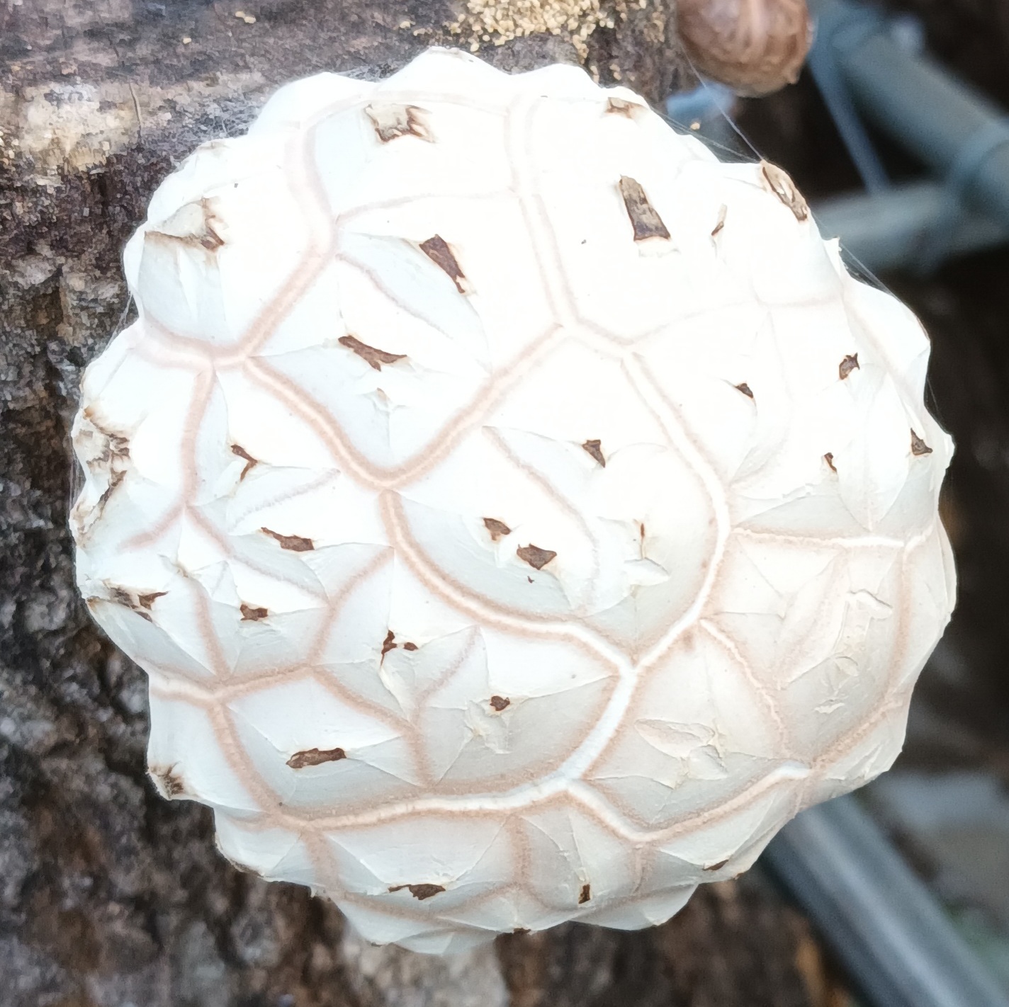 [이상구표고농장]참나무원목재배 표고버섯 백화고흑화고선물세트5번