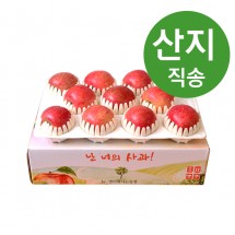 [봉화미담] 경북 햇사과 특품 3kg 8-11과 중상~대과