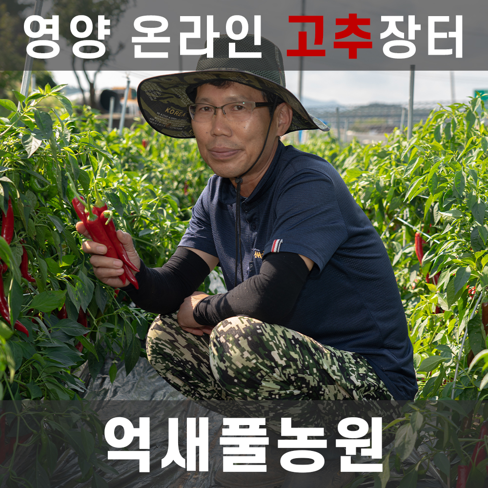 ★영양핫★[영양온라인고추장터]억새풀농원 일반 건고추