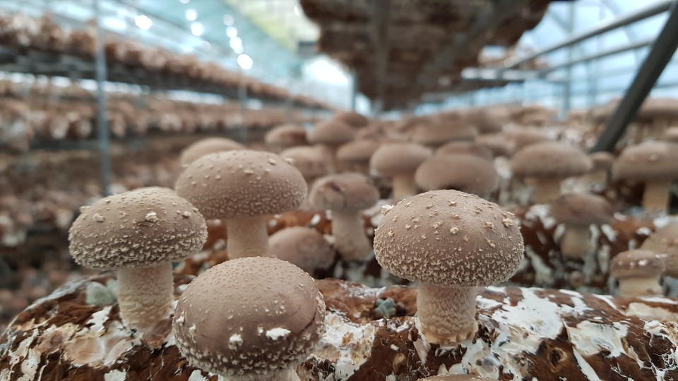 [성주로컬푸드]여강원생표고버섯