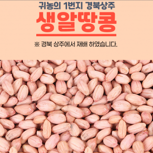 [내서 서리골] 어느새 여름HOT 2022년 햇생알땅콩1kg