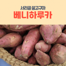★이웃사촌★ [서리골 시즌2 겨울특가할인]꿀고구마 베니하루카 4Kg