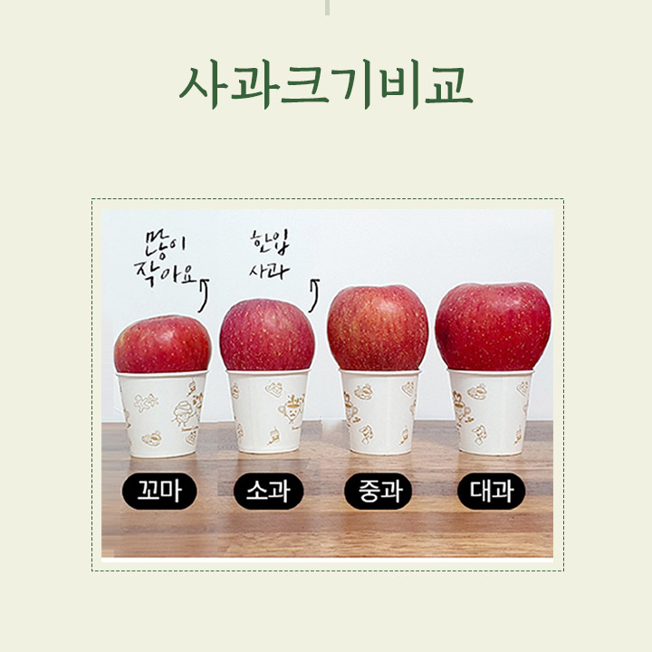[사과꽃필무렵]경북 안동 새콤 달콤 꿀 햇부사 사과 중과 3kg 5kg 10kg
