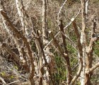 [선비가농장] 무농약인증 엄나무 가지 나무(5KG)