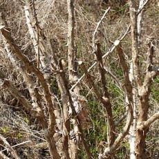 [선비가농장] 무농약인증 엄나무 가지 나무(5KG)