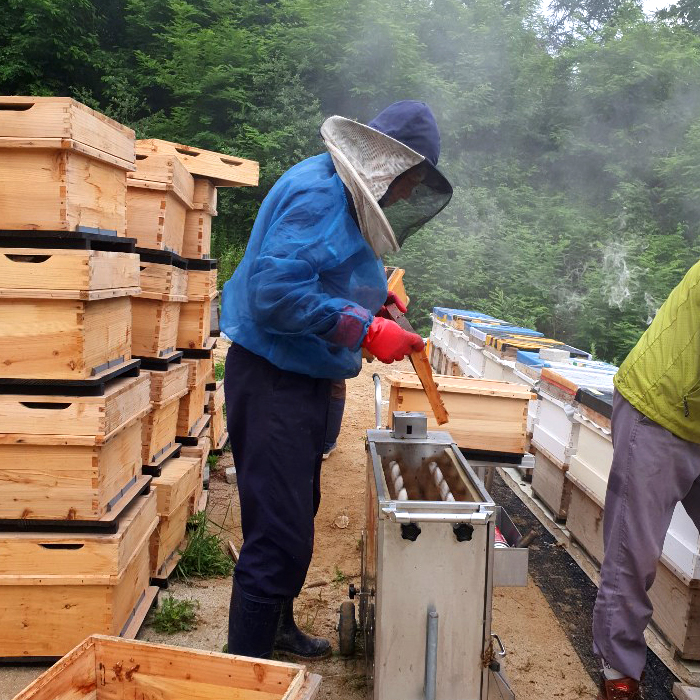[황명지삼] 소백산벌꿀 영주에서 직접 채밀한 순수 꽃꿀 천연 벌꿀 100% 아카시아꿀 2.4kg