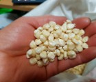 [영주장터농원]직접재배한 미백 찰옥수수 알 1kg