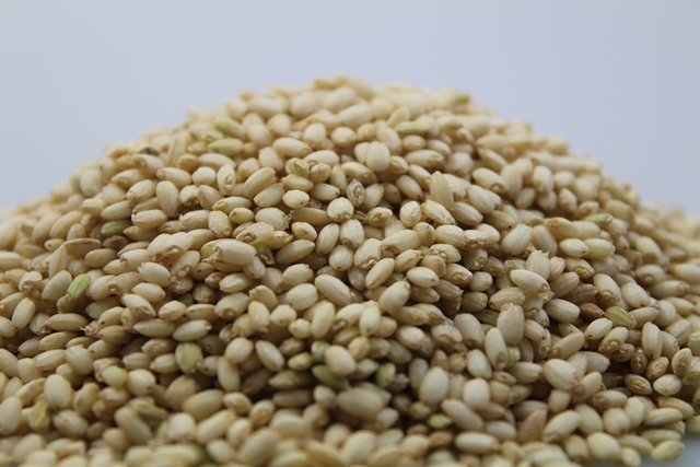 2023년 발아찰현미가루 국내산 쌀아지매 발아찹쌀현미분말 주문당일가공 500g/1kg