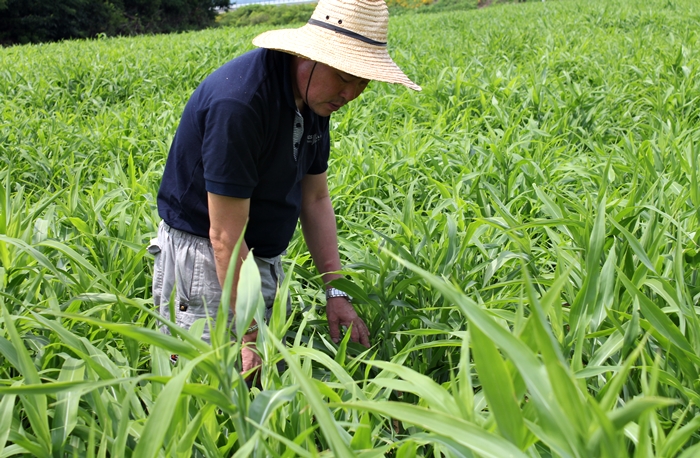 쌀아지매 2023년 국산 현미율무 자연농법 현미율무쌀