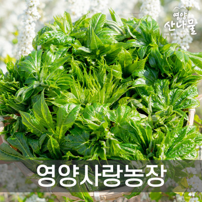 ★영양산나물축제★ [영양사랑농원] 엄나무순(개두릅) 1kg