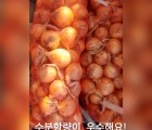 [내서 서리골] 노랑 양파4kg