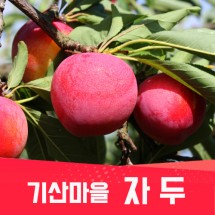 [기산마을] 자두(특/상) 2kg(16~22과)