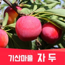 ★이웃사촌★ [기산마을] 자두(특/상) 2kg(16~22과) +무료배송