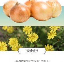 ★이웃사촌★ [영양 입암면] 영양 단단한양파 상품 10kg