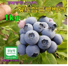 ★이웃사촌★ [영양 입암면] 황토집 친환경 블루베리 1KG