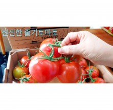 ★이웃사촌★ [서리골] 유리온실 줄기토마토 3.5kg