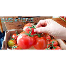 ★이웃사촌★ [서리골] 유리온실 줄기토마토 3.5kg